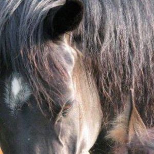 Meet your Posher, Julee